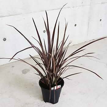 ニューサイラン1.1m大株 楽天市場】ニューサイラン 大株（花・ガーデン・DIY）の通販